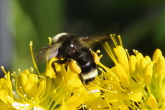 Bombus vosnesenskii