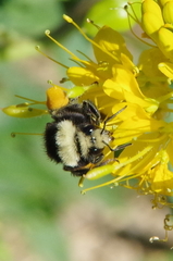 Bombus vosnesenskii