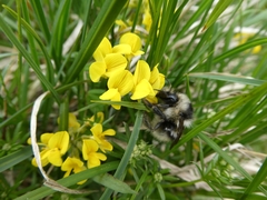 Bombus mucidus