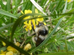 Bombus mucidus