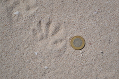 Procyon pygmaeus