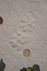 Procyon pygmaeus