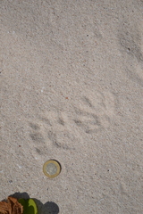 Procyon pygmaeus