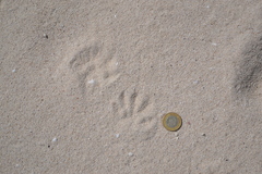 Procyon pygmaeus