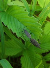 Dicranocephalus medius