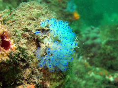 Clavelina australis