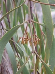 Amyema pendula pendula