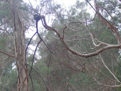 Amyema pendula pendula