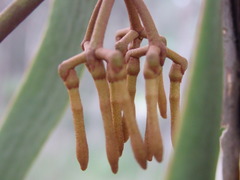 Amyema pendula pendula