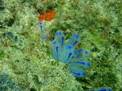 Clavelina australis