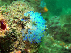 Clavelina australis