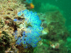 Clavelina australis
