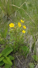 Dasiphora parvifolia