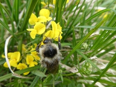 Bombus mucidus