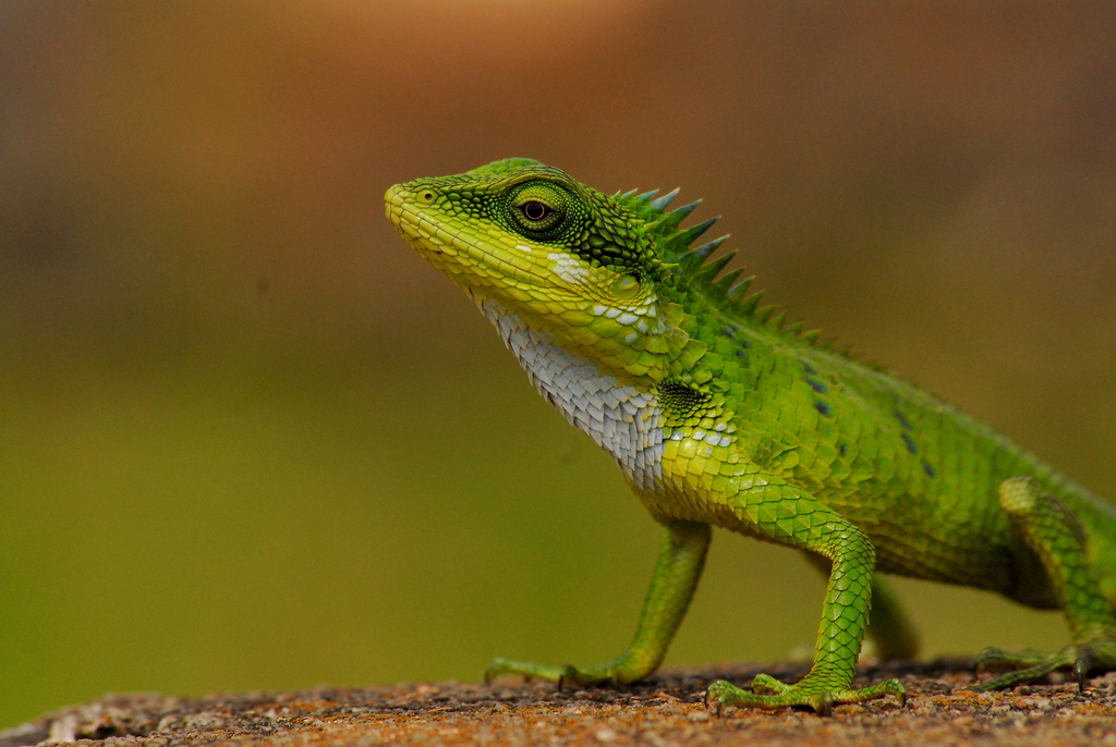 Large-scaled Forest Lizard