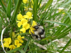 Bombus mucidus