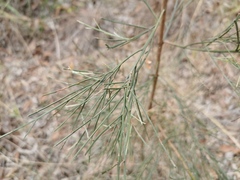Jacksonia scoparia