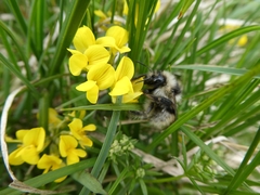 Bombus mucidus