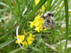 Bombus mucidus