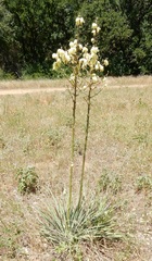 Yucca necopina