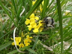 Bombus mucidus