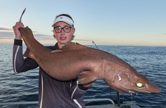 Leafscale Gulper Shark photo 3