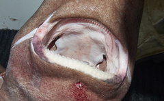 Leafscale Gulper Shark photo 4