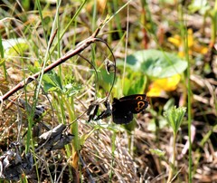 Erebia embla