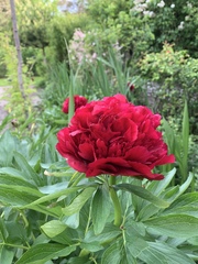 Paeonia