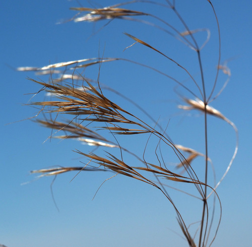 Ventenata