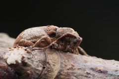 Pterolophia annulata