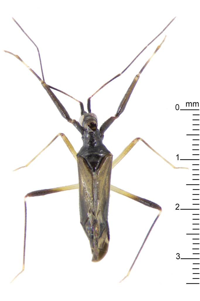 Rhinophrus