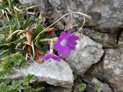 Primula clusiana