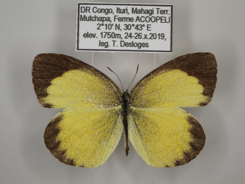 Broad-bordered Grass Yellow