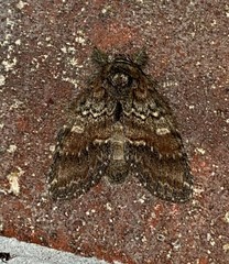 Peridea bordeloni