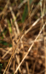 Lolium persicum