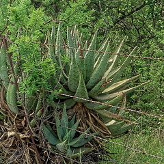 Aloe spectabilis