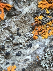 Entomobrya comparata