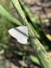 Satyrium sylvinus dryope