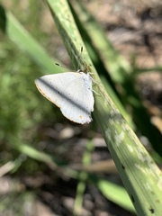 Satyrium sylvinus dryope