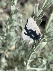 Satyrium sylvinus dryope