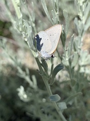 Satyrium sylvinus dryope