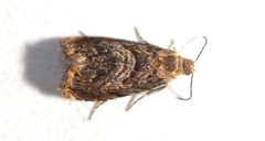 Grapholita janthinana