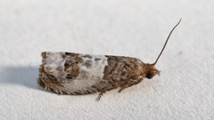 Notocelia rosaecolana