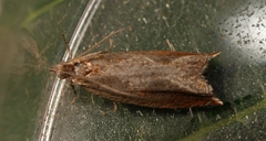 Ancylis diminutana