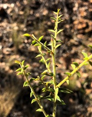 Acacia amblygona