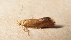 Crassa tinctella