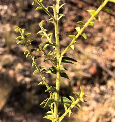 Acacia amblygona