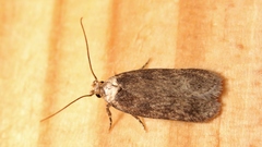 Depressaria marcella