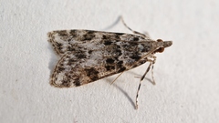 Eudonia delunella